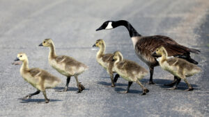 A goose helping out their goslings on Hilbert College campus.