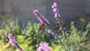 A picture of a butterfly on a flower.