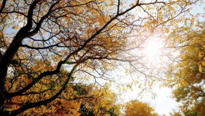 Hilbert campus trees in the fall.