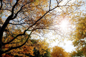 Hilbert campus trees in the fall.