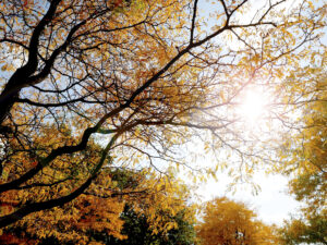 Hilbert campus trees in the fall.