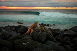 A photo of the Galápagos Islands.