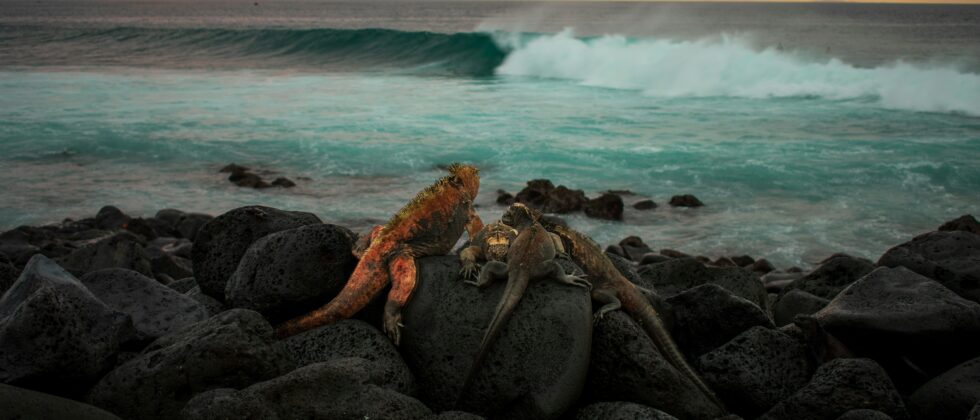 A photo of the Galápagos Islands.